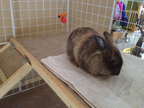 Reese in his new bunny condo